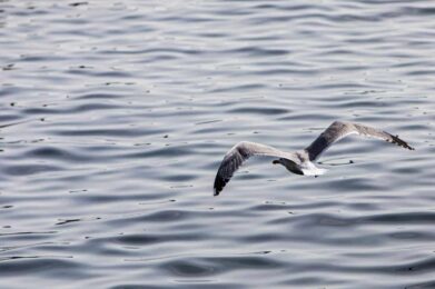 Soirée-débat sur la riposte poétique
